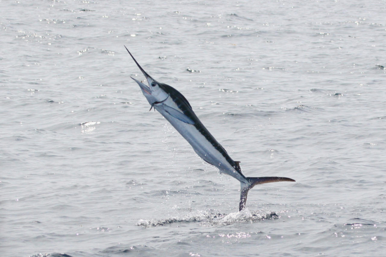 Tetrapturus albidus (Marlin bianco)